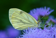 Green Veined White Butterfly