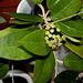 Hoya sp affin. parasitica (2)