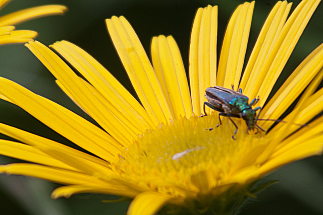 20130629 1994RAw [D~LIP] Moschusbock (Aromia moschata), Bad Salzuflen