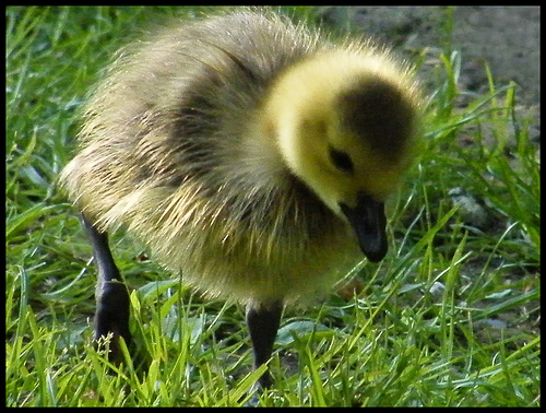 brant gosling