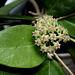 Hoya sp affin. parasitica (3)