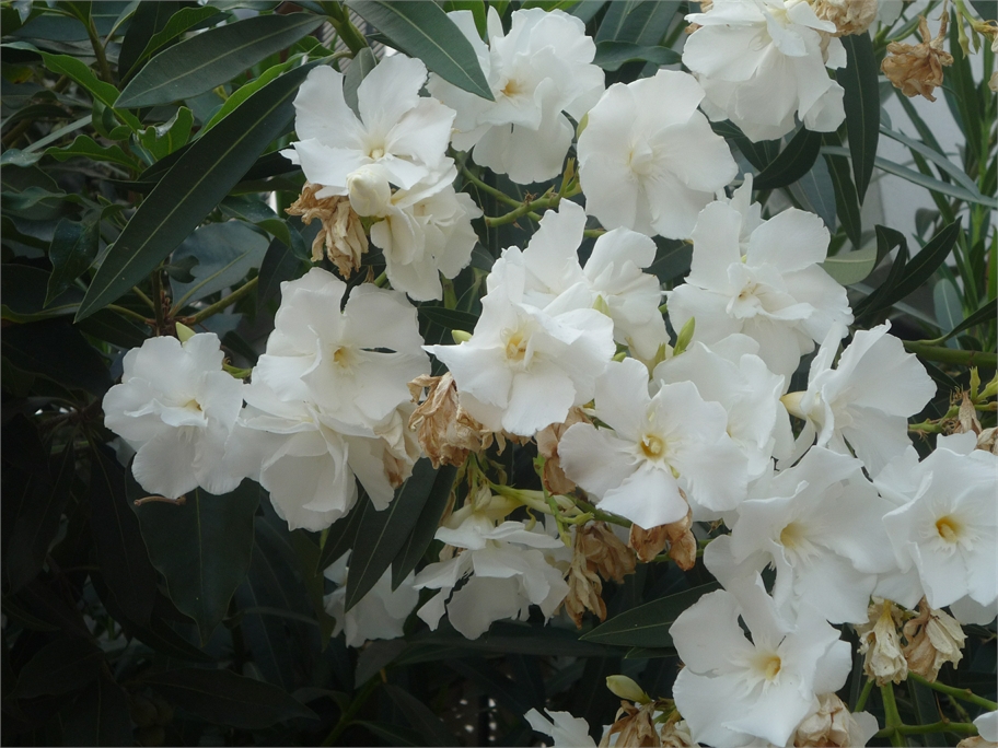 Flores blancas