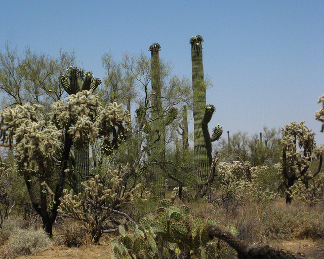 Pinal Pioneer Parkway (122)