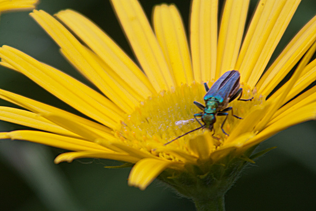 20130629 1997RAw [D~LIP] Moschusbock (Aromia moschata), Bad Salzuflen