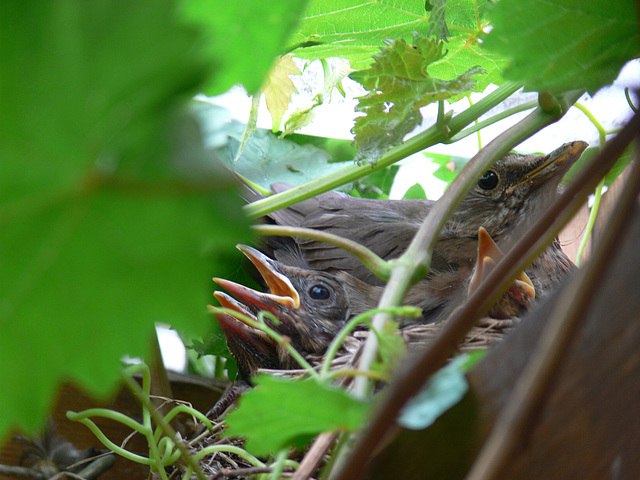 Nachwuchs bei Familie Amsel