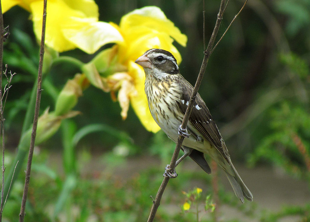 Rose-Breasted Grosbeak (Female)