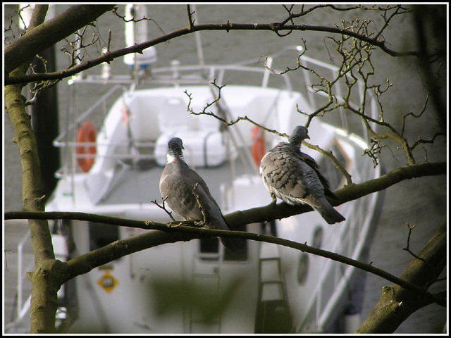 pidgeon fancier