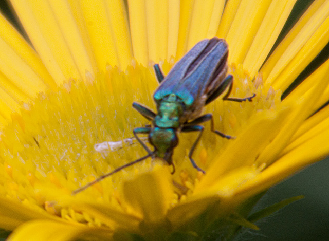 20130629 1998RAw [D~LIP] Moschusbock (Aromia moschata), Bad Salzuflen