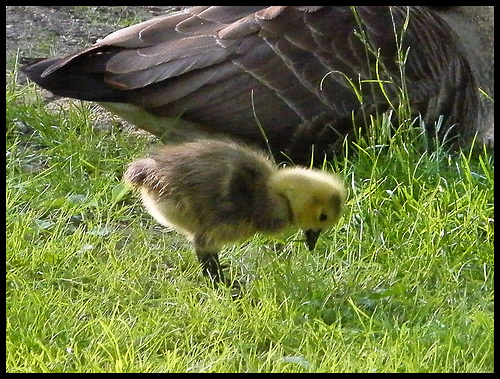 brent goose and gosling