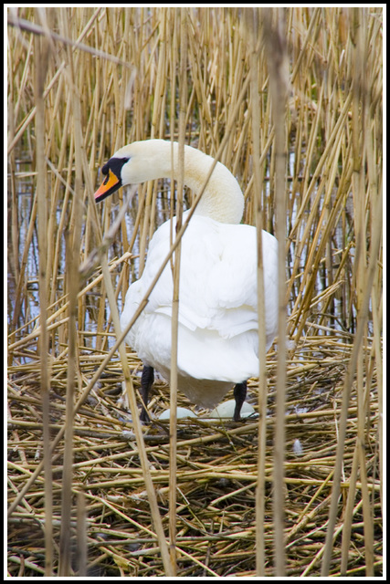 swans eggs