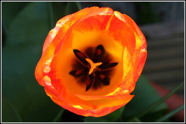 tulip