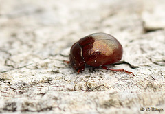 Chrysolina banksi