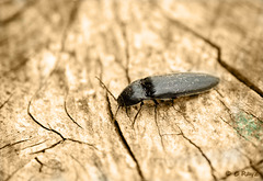 Click Beetle