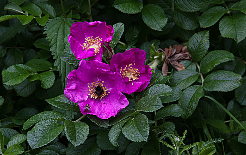 20130629 2010RAw [D~LIP] Rose, UWZ, Bad Salzuflen