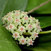 Hoya sp affin. parasitica (4)