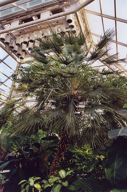Palm Tree in the Tropical Pavilion in the Brooklyn Botanical Garden, Nov. 2006