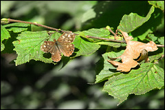 brown butterfly