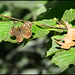 brown butterfly