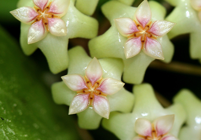 Hoya sp affin. parasitica (5)