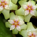 Hoya sp affin. parasitica (5)