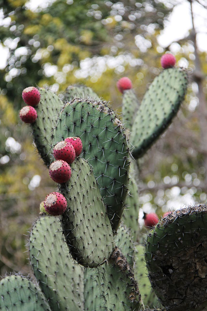 Botanical Gardens