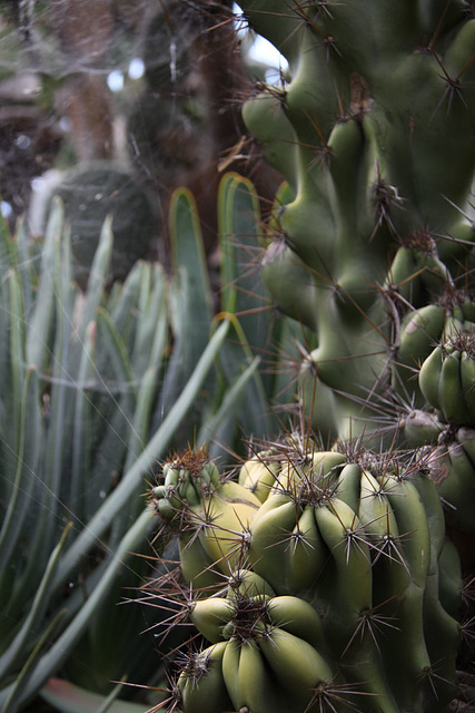 Botanical Gardens