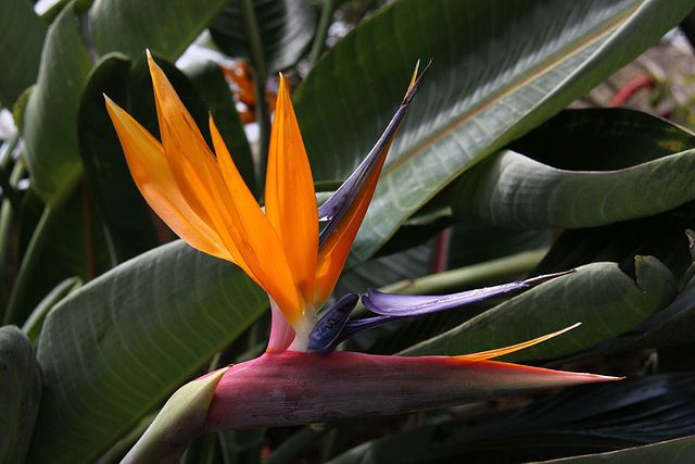 Bird of paradise flower