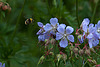 20130629 2013RAw [D~LIP] UWZ, Bad Salzuflen