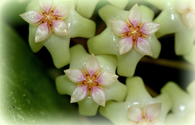 Hoya sp affin. parasitica (6)