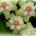 Hoya sp affin. parasitica (6)