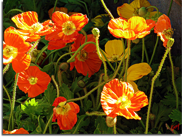 A Tangle of Poppys