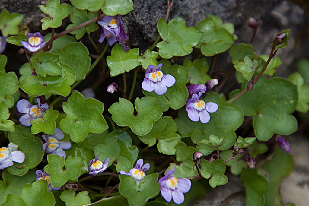 20130629 2015RAw [D~LIP] UWZ, Bad Salzuflen
