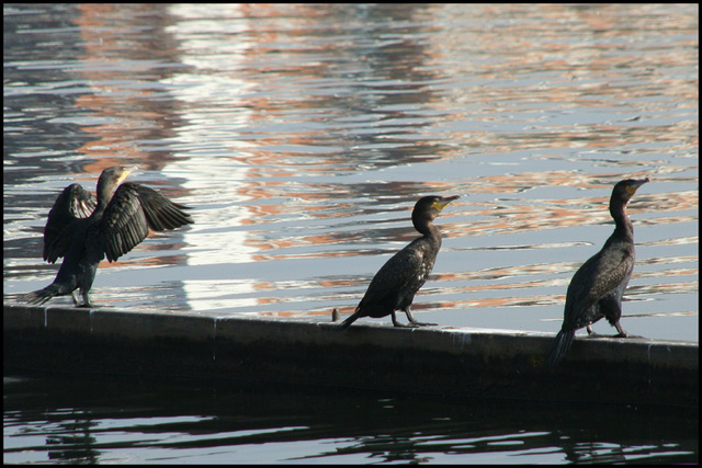 Cormorants