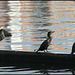 Cormorants