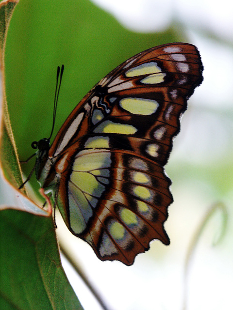 Papillon