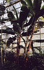 The Tropical Pavilion in the Brooklyn Botanical Garden, Nov. 2006