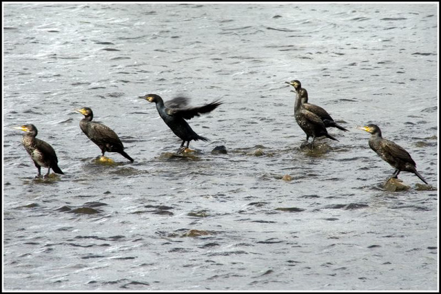 cormorants