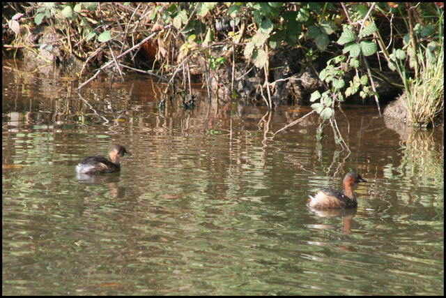 Little Grebe