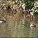 Little Grebe