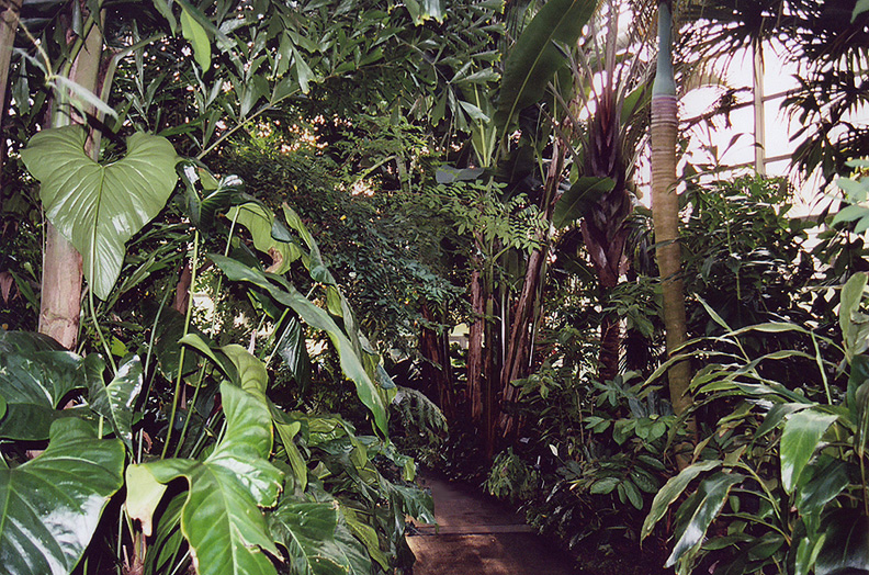 The Tropical Pavilion in the Brooklyn Botanical Garden, Nov. 2006