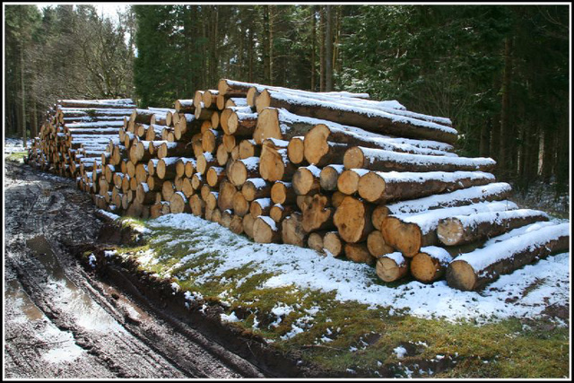 snowy logs