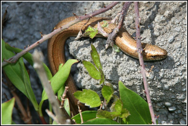 Slow Worm #1