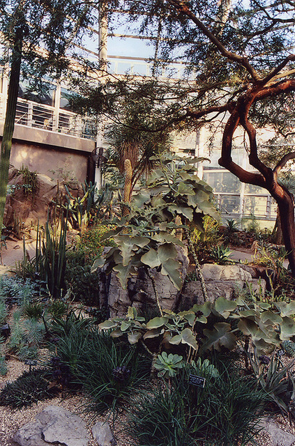 The Desert Pavilion of the Brooklyn Botanical Garden, Nov. 2006