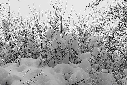 Branches & Snow_1