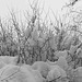 Branches & Snow_1