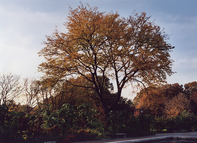Tree in the Brooklyn Botanical Garden, Nov. 2006