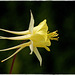 Aqualegia (Columbine)