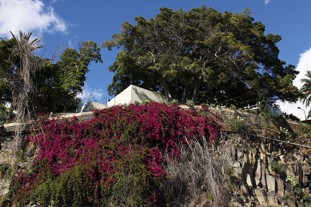 Funchal flowers