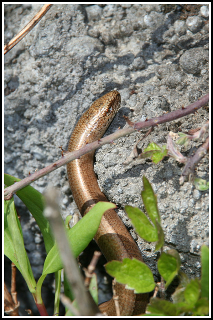 Slow Worm #2