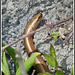 Slow Worm #2